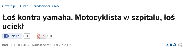 Łoś kontra yamaha. Motocyklista w szpitalu łoś uciekł