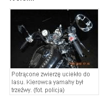 Chełm Motocyklista wjechał w łosia 18 września 2012