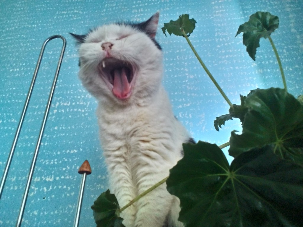 Call of the Cthulhu czyli Ziew Koty.