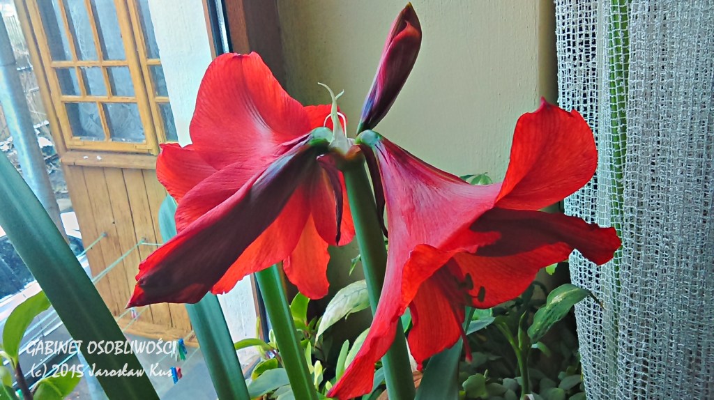 2015-04-03_08-57-08_HDR