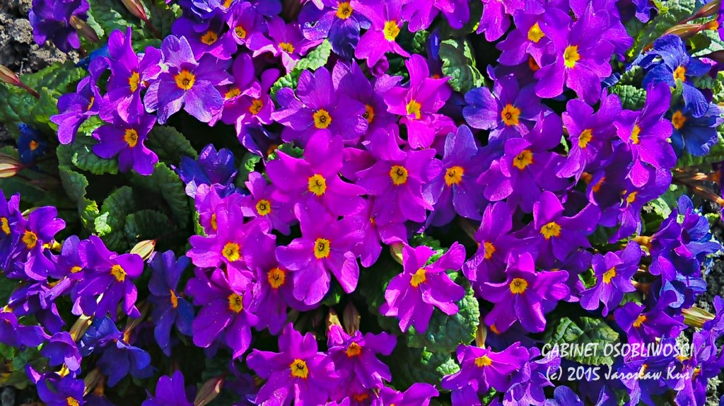 2015-04-17_09-18-47_HDR