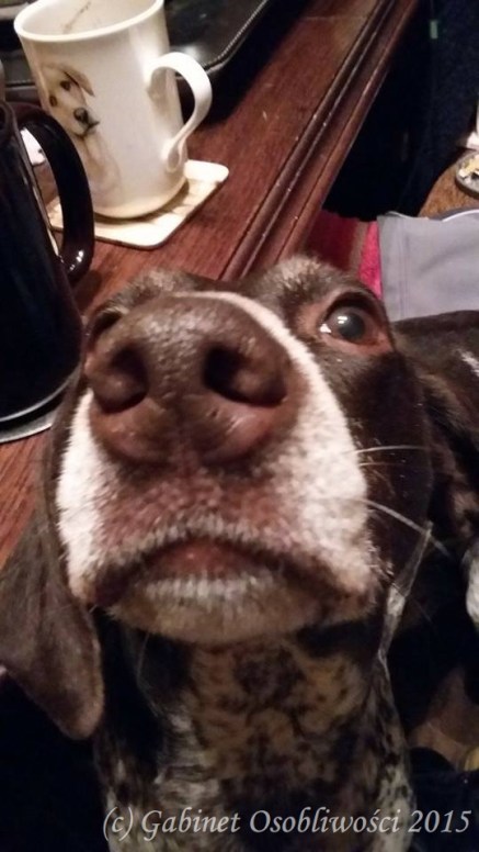 12272770_975129949210797_805848046_n